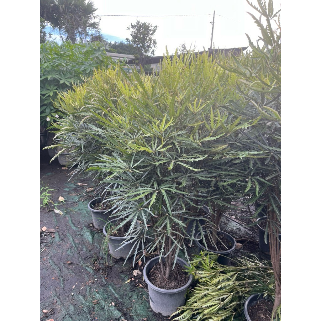 vn-11134207-81ztc-mq0rtn64gsgca7