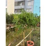 vn-11134207-81ztc-mq0s0jtpkfeo2d