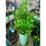 vn-11134207-81ztc-mq1au65d2gao63-1