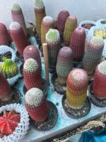 xuong-rong-mix-10