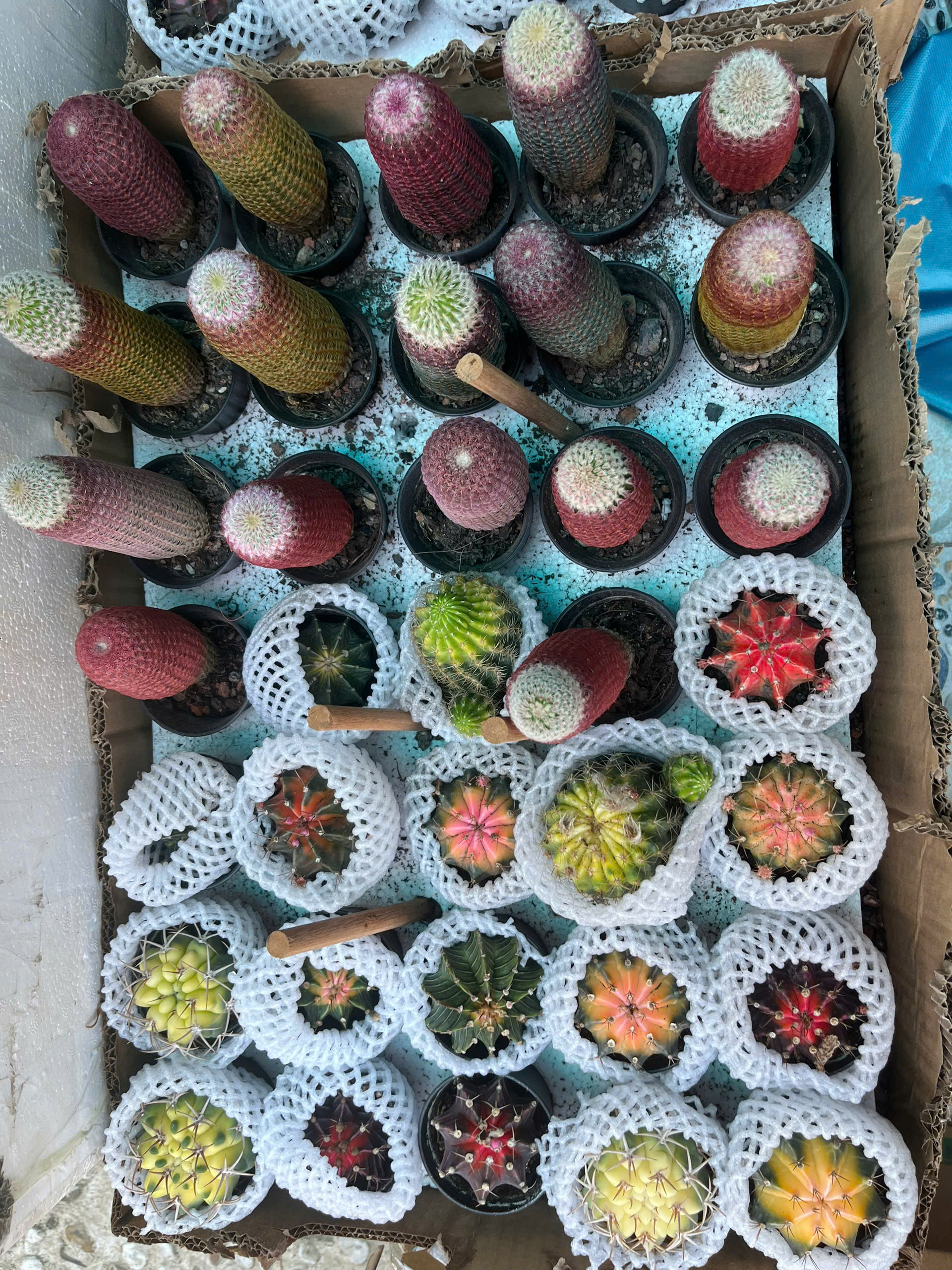 xuong-rong-mix-9