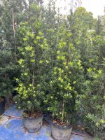 van-nien-tung-size-to-nhat-3