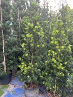 van-nien-tung-size-to-nhat-4