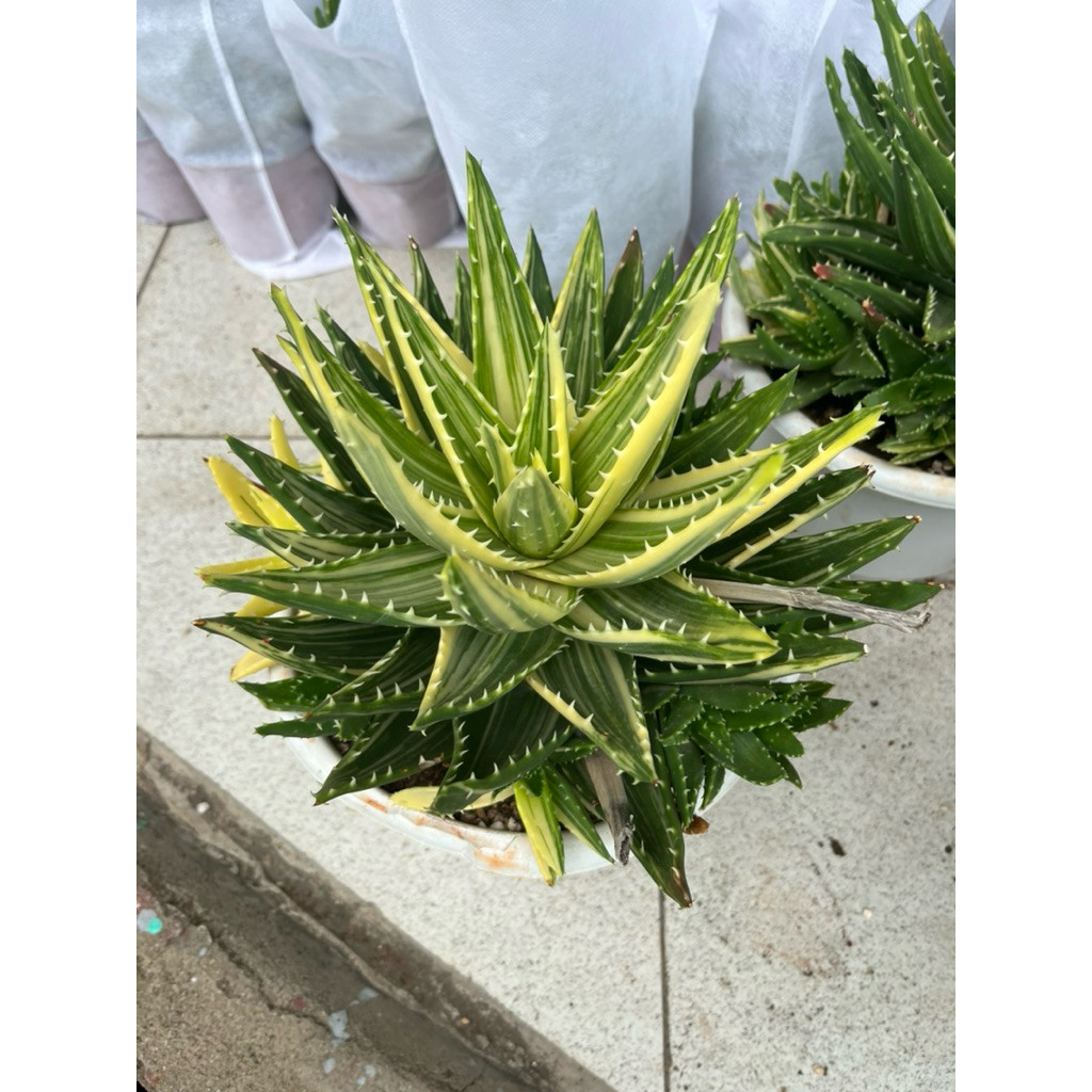 vn-11134207-81ztc-mqa6irph5rm6c4