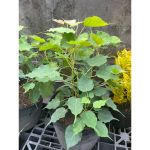 vn-11134207-81ztc-mqaejc7kydcbc7