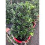 vn-11134207-81ztc-mqal5edl0h6pee