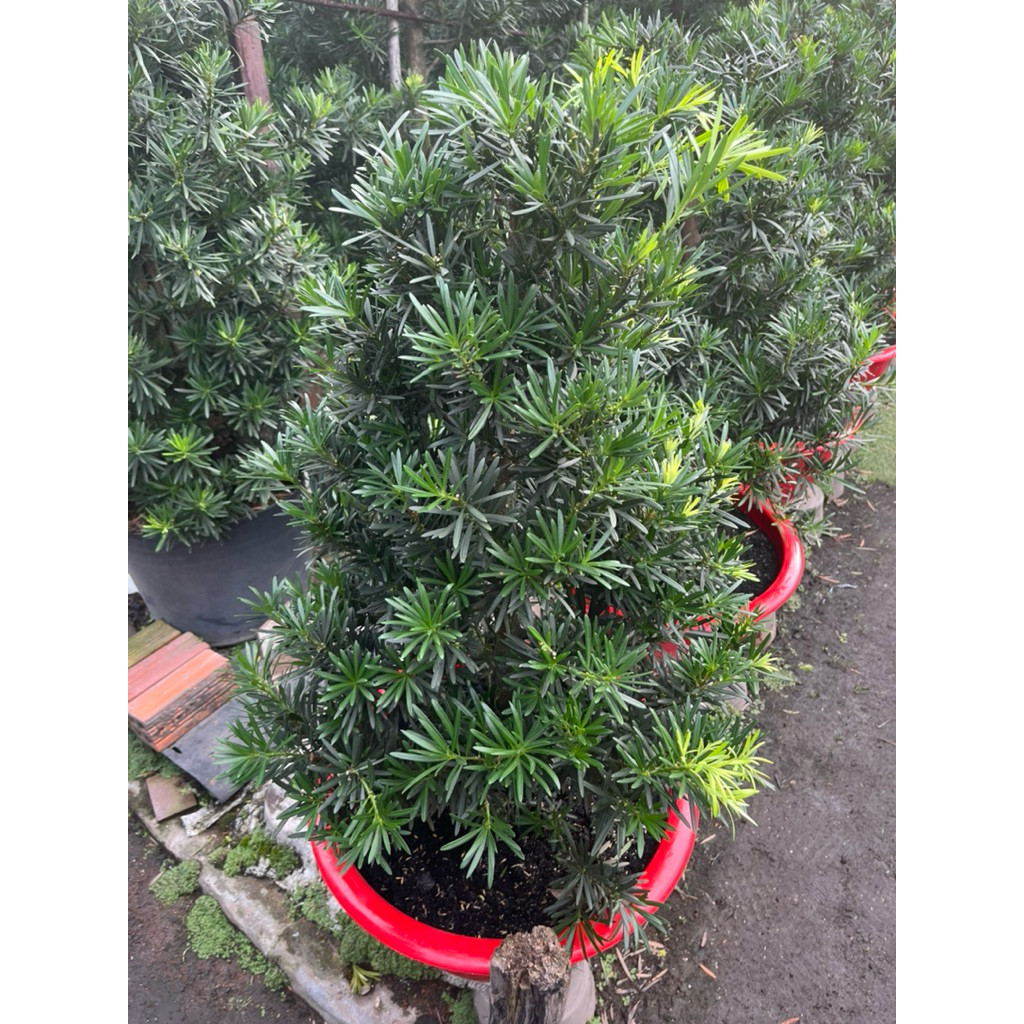 vn-11134207-81ztc-mqal5edl0h6pee