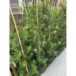 vn-11134207-81ztc-mqam0iio8tmp8f
