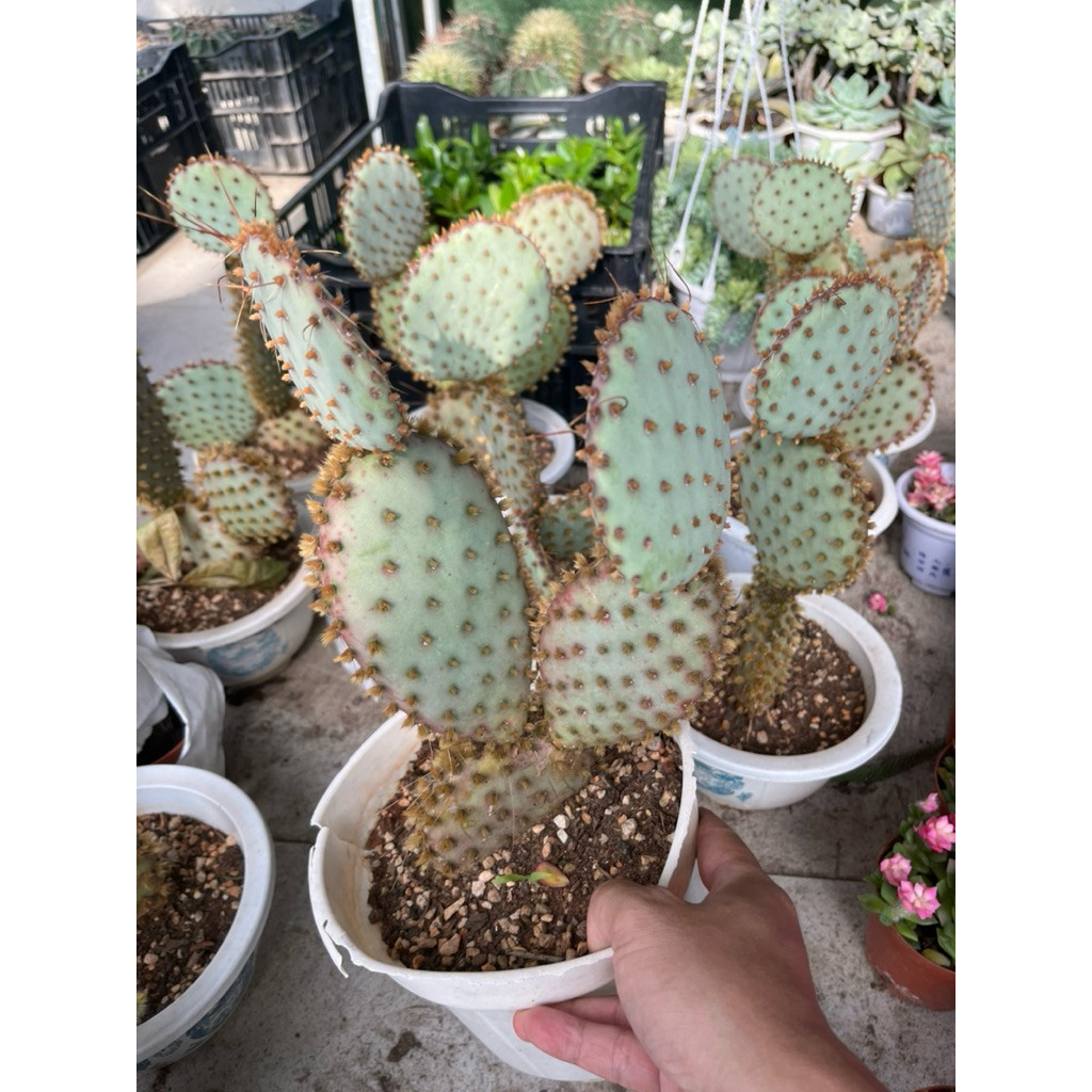 vn-11134207-81ztc-mqj6gofmfkld4d-2