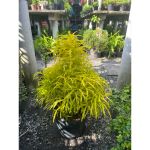 vn-11134207-81ztc-mqj74we5gqob7e