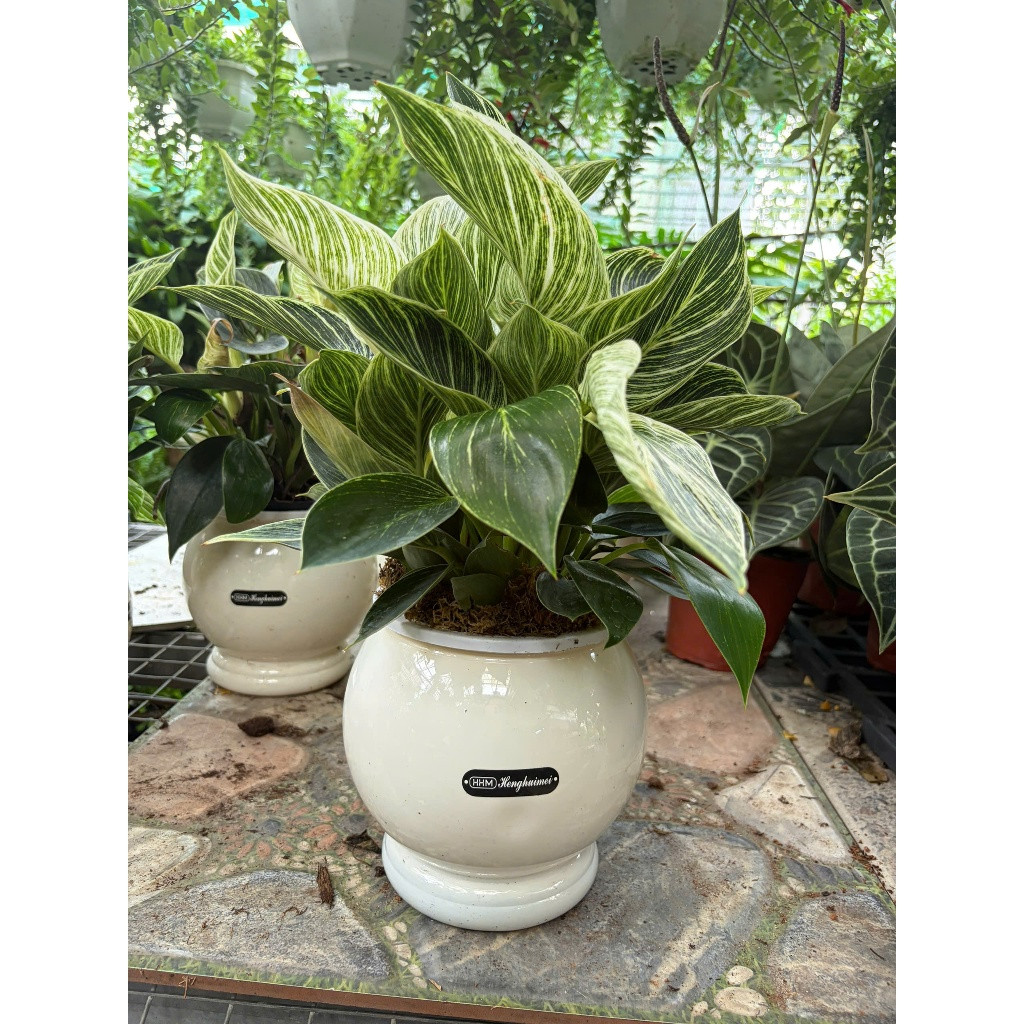 vn-11134207-81ztc-mqrgd3pjvsaqde