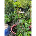 vn-11134207-81ztc-mqv6cpa0qry922