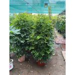 vn-11134207-81ztc-mqv89uxa22ob7d