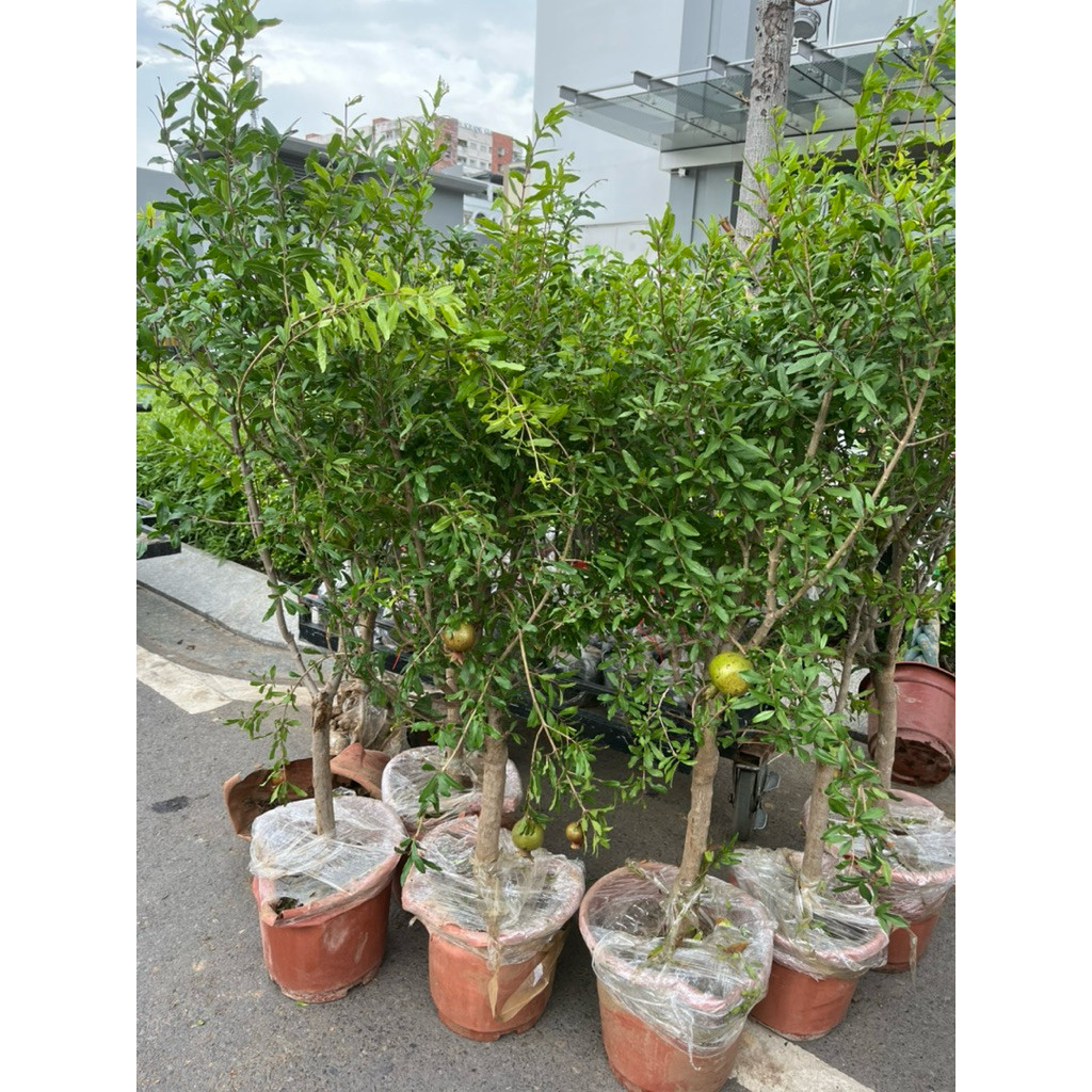 vn-11134207-81ztc-mr5fmio1vf9de4