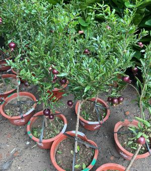 luu-peru-tree-1