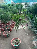 luu-peru-tree-2