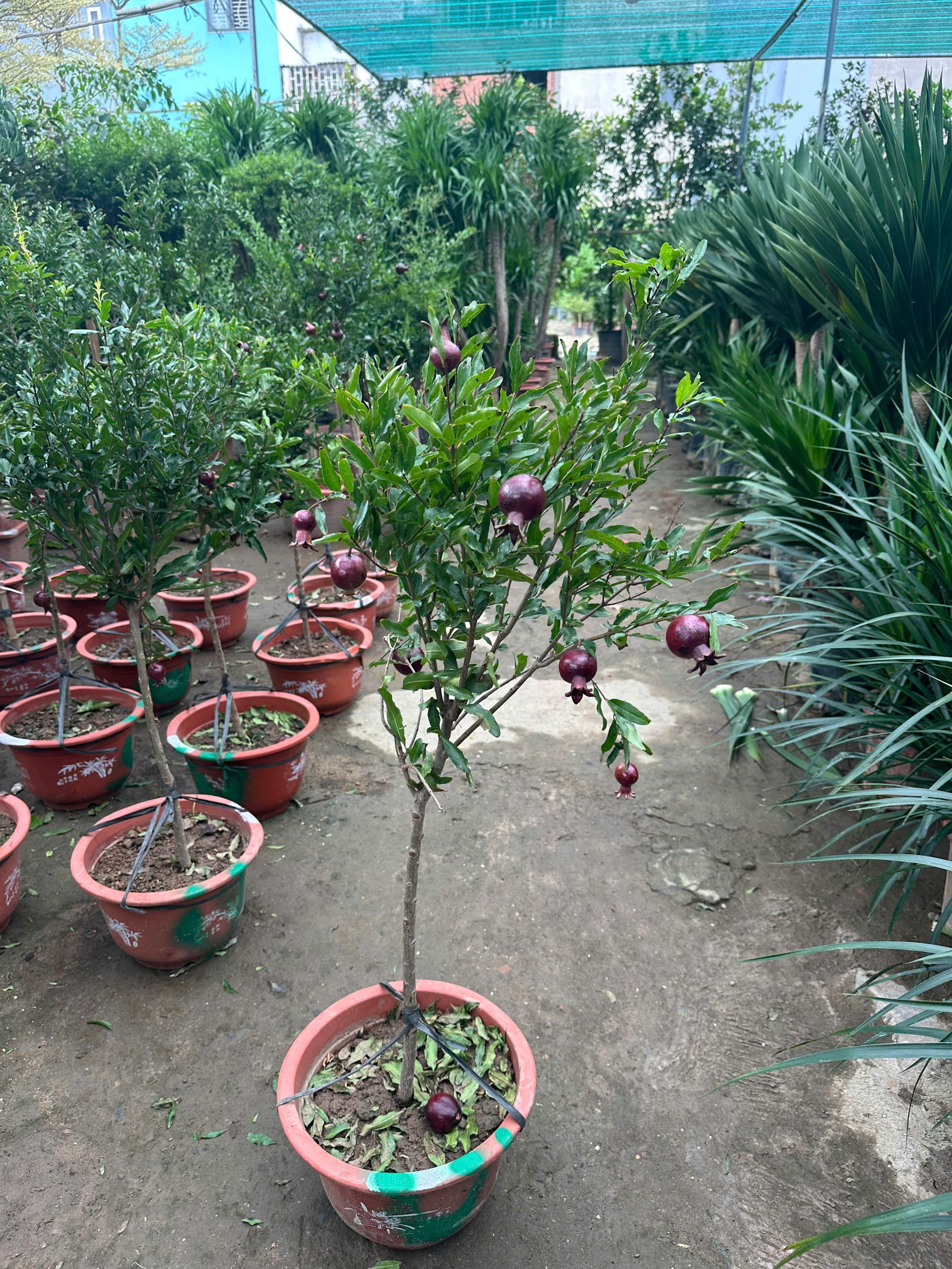 luu-peru-tree-2