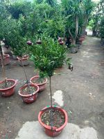 luu-peru-tree-3