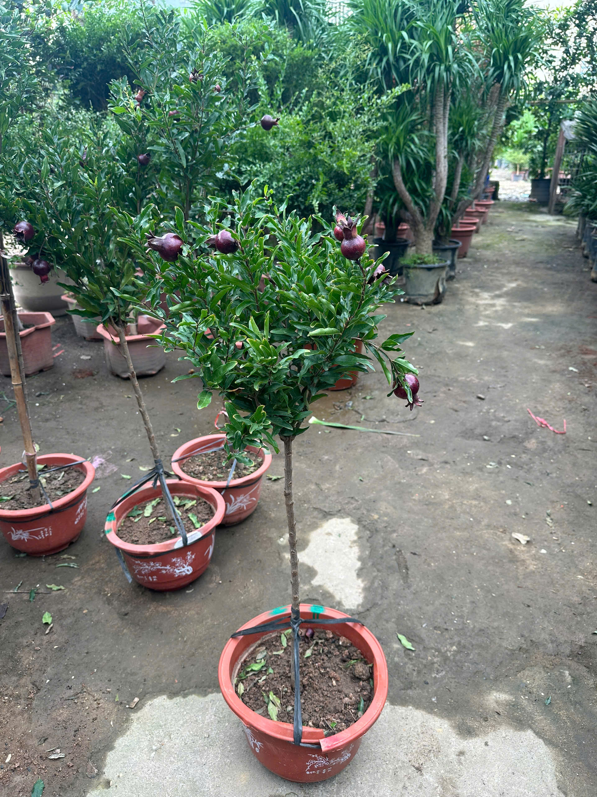 luu-peru-tree-3