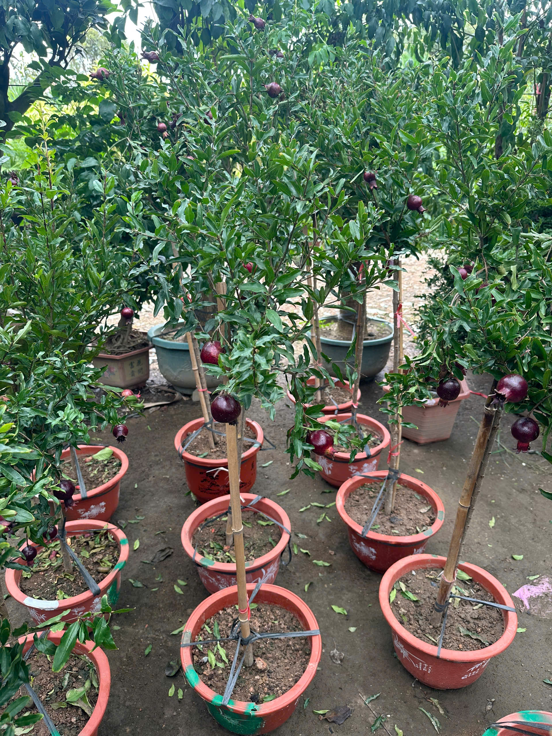 luu-peru-tree-4