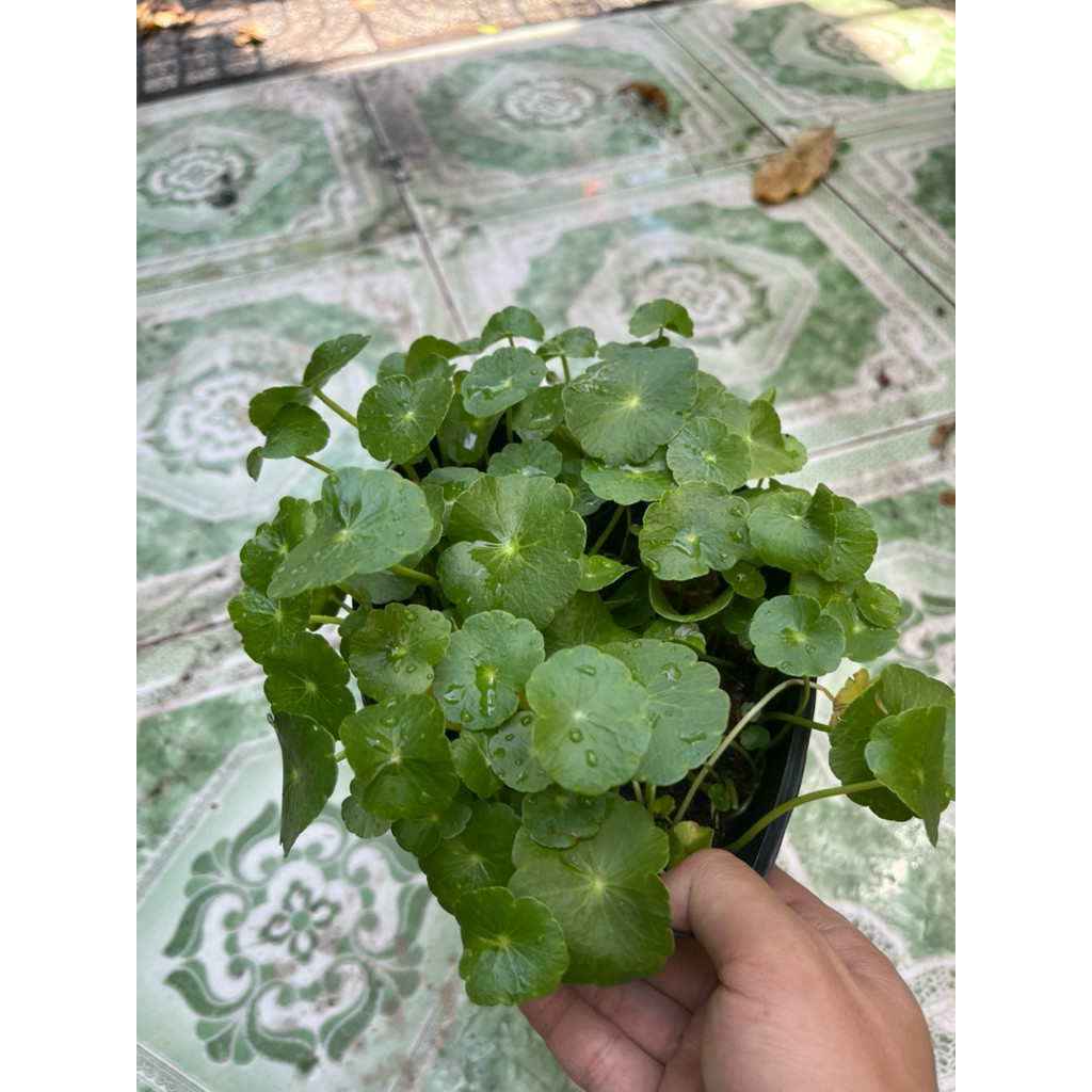 rau-ma-kieng