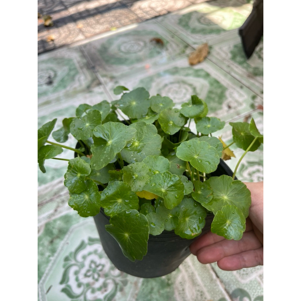 rau-ma-kieng1