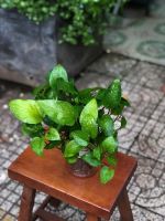 trau-ba-thuy-sinh-1