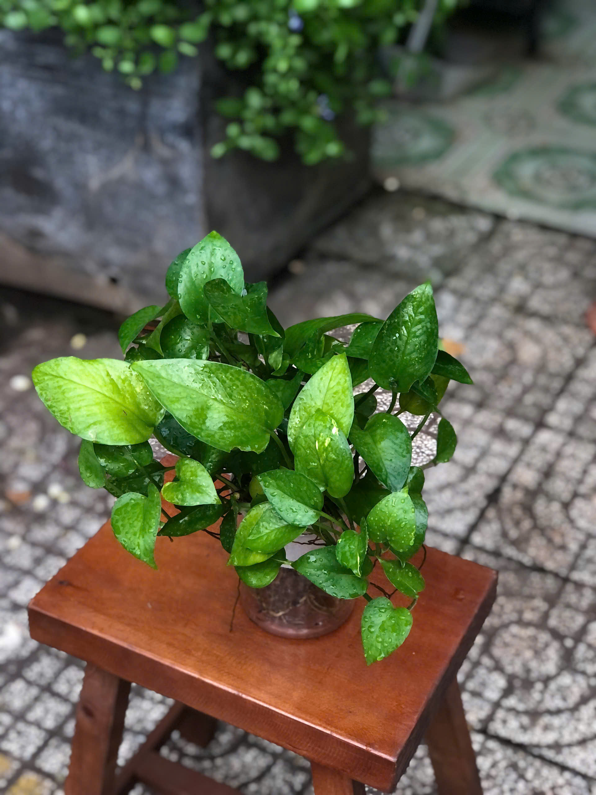 trau-ba-thuy-sinh-1