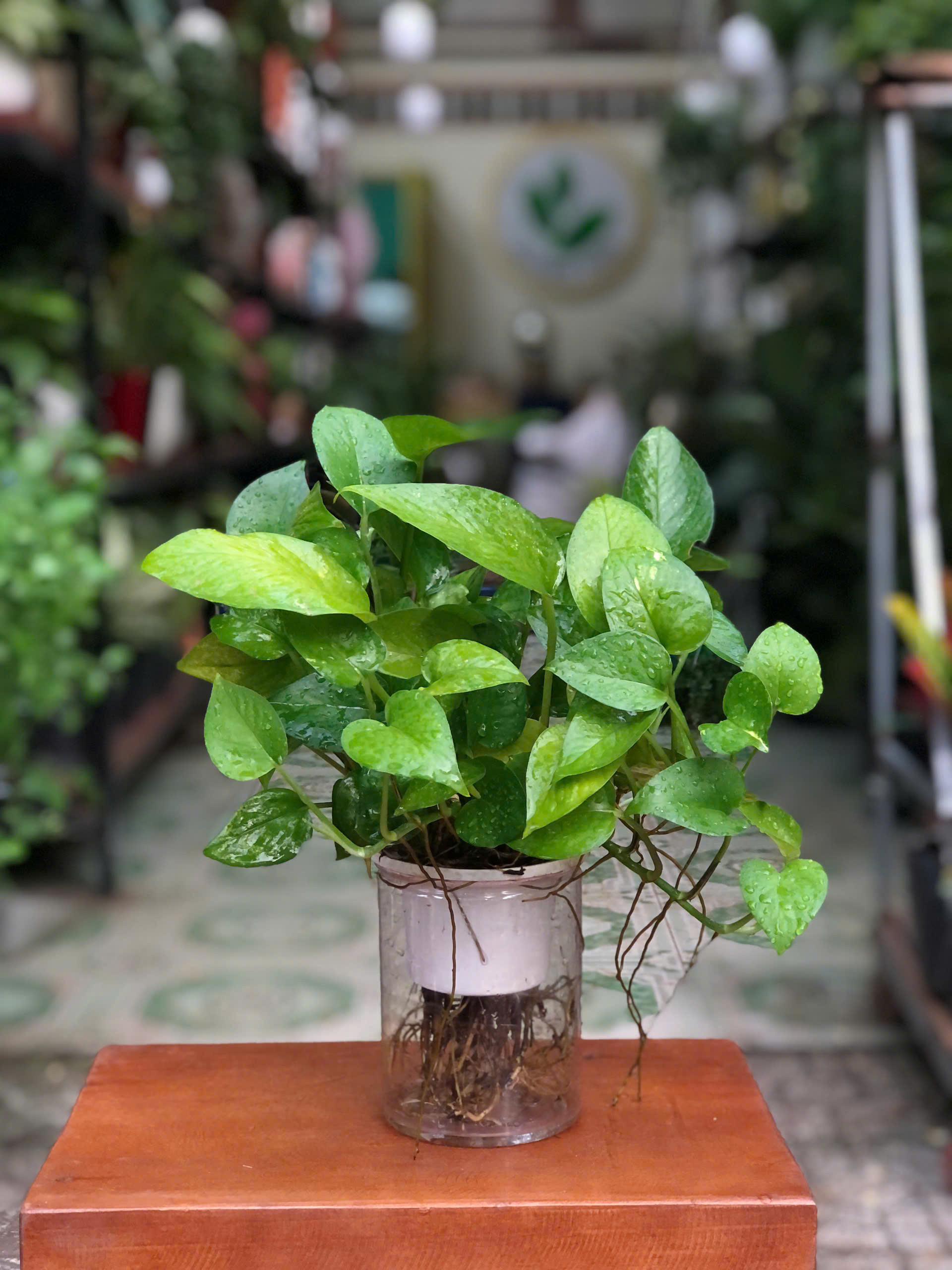trau-ba-thuy-sinh-2