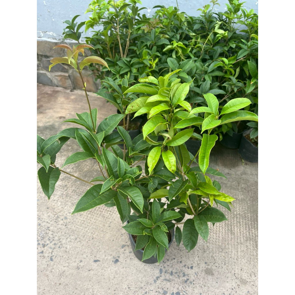 vn-11134207-81ztc-mrflcs2y7w1u39