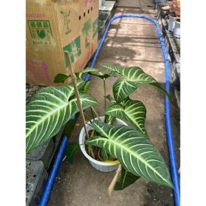 vn-11134207-81ztc-mrfljj6kszr9ad