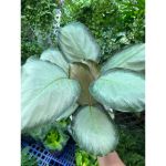vn-11134207-81ztc-mrflzfmxyepx3b