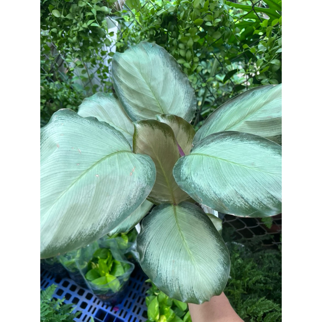 vn-11134207-81ztc-mrflzfmxyepx3b