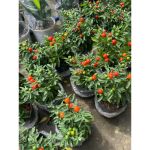 vn-11134207-81ztc-mrlib2c6c7phed