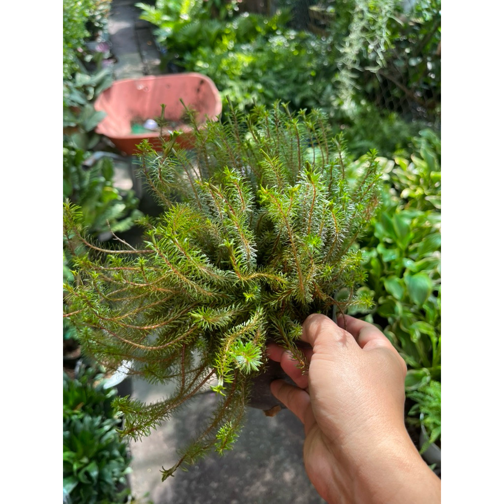 vn-11134207-81ztc-mrlifkr058uf9e