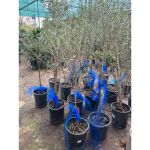 vn-11134207-81ztc-mrn54dtfeakm97