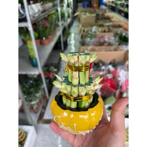 vn-11134207-81ztc-mrydxxo2mlfq02