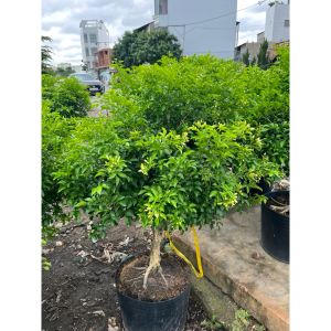 vn-11134207-81ztc-mrz7wc2qlzbb84