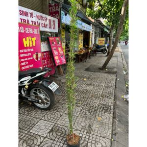 vn-11134207-81ztc-ms3juxq94fescd