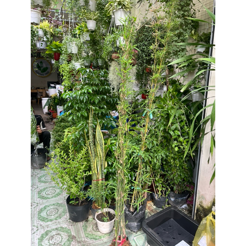 vn-11134207-81ztc-ms3juxs1b3ly50