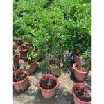 vn-11134207-81ztc-ms798muu50jkc7