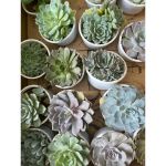 vn-11134207-81ztc-ms79iyjncbgne5