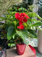 chau-hong-mon-catleza-2-1
