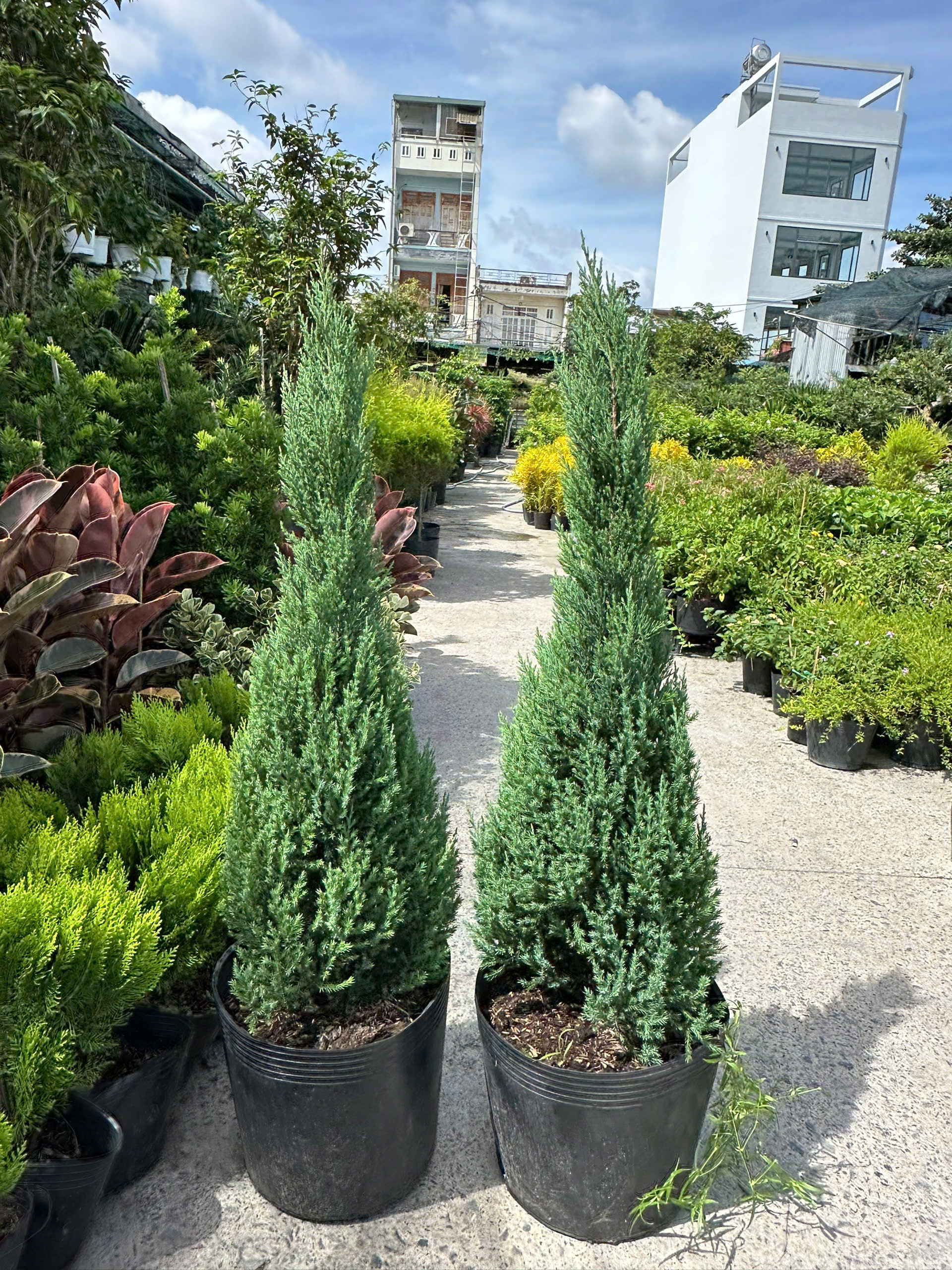 son-tung-1m2