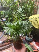 cau-tieu-tram-kokedama-1