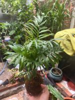 cau-tieu-tram-kokedama-2