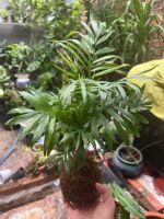 cau-tieu-tram-kokedama-3