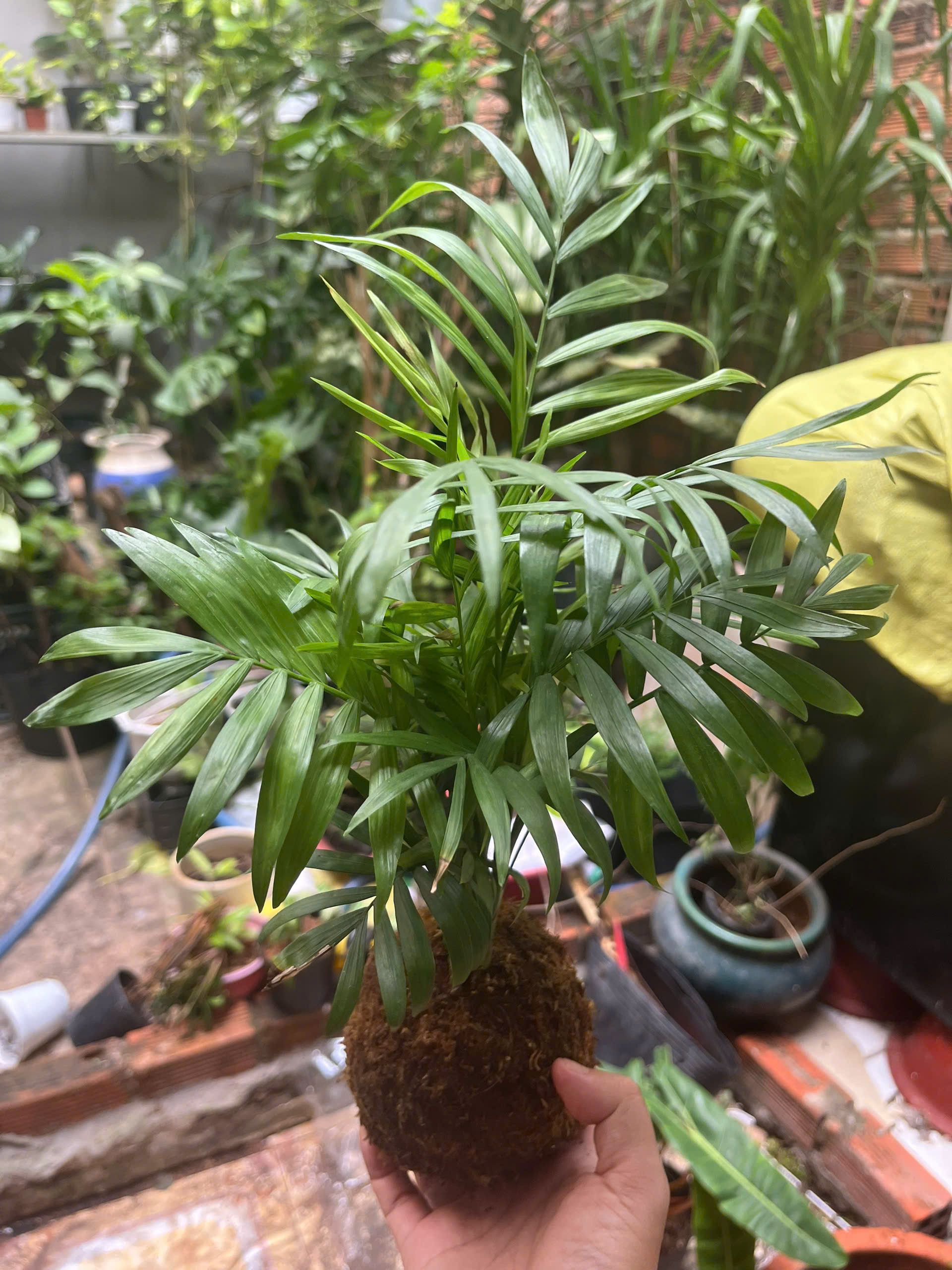 cau-tieu-tram-kokedama-3