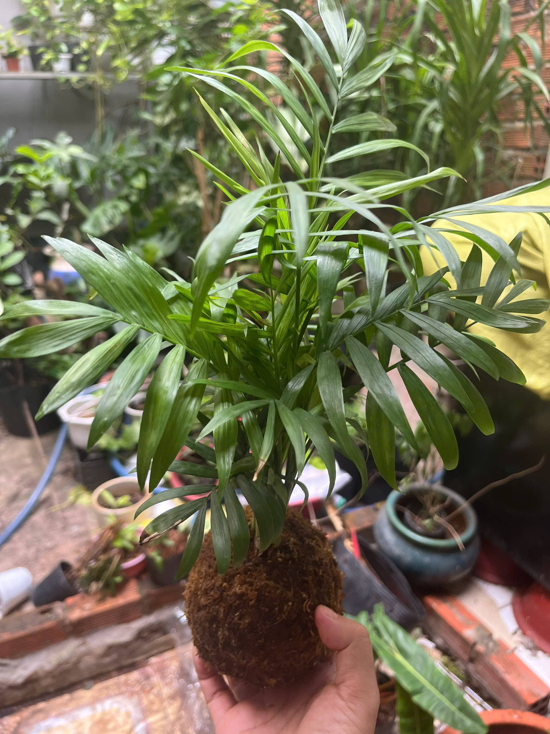 cau-tieu-tram-kokedama-4