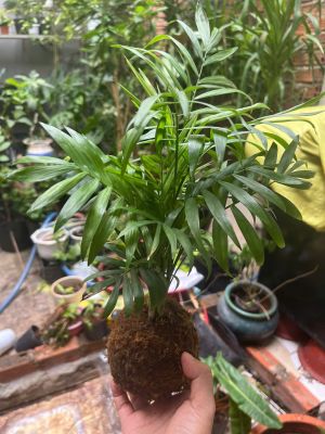 cau-tieu-tram-kokedama-5